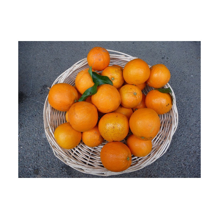 Colis Mixte Agrumes (3Kg Oranges, 2Kg Clémentines et 1Kg Citrons)